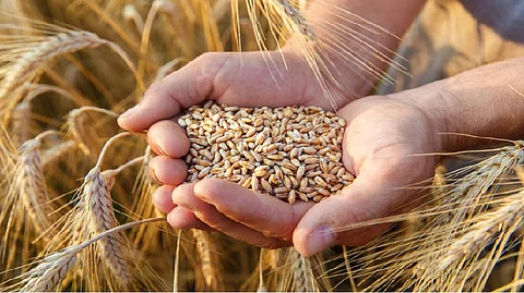 Rice diet is in no way inferior in health to a wheat diet