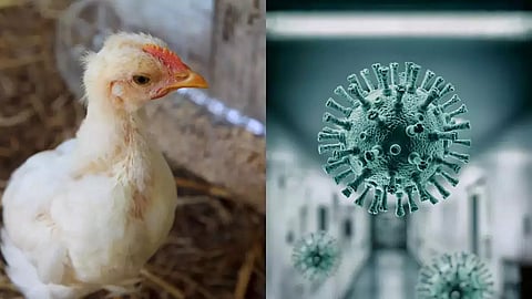 Bird flu