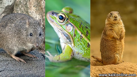 Creatures that don't drink water even in water!