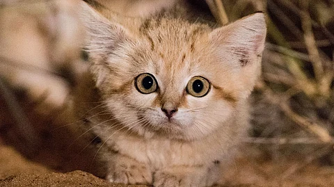 Sand Cats