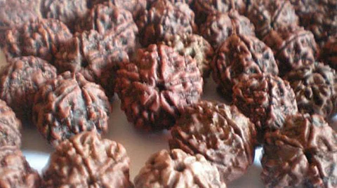 Rudraksha faces and its benefits