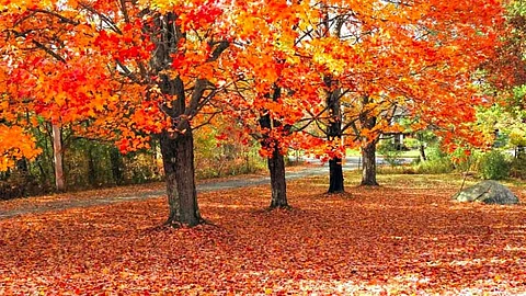 leaf falling from a tree