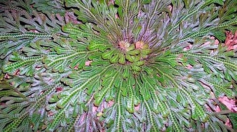 Selaginella Lepidophylla