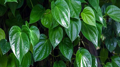 Amazing medicinal benefits of betel nut