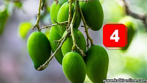 4 Amazing mango recipes.