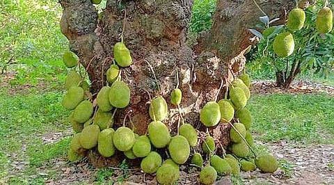 அதிசய பலா மரம்
