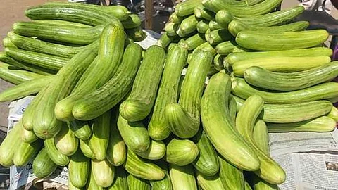 வெள்ளரி பிஞ்சு