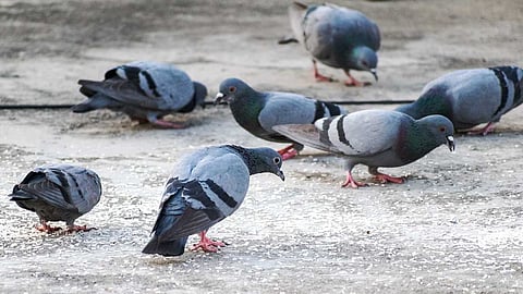 புறாக்கள்