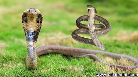 Is it true that the snake will take revenge?