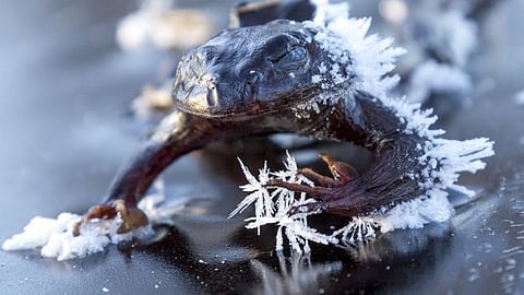 The Wood Frog