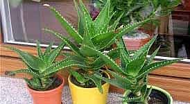 Benefits of placing aloe vera at the entrance of the house