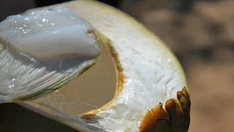 So many health benefits in coconut baldness
