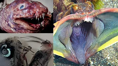 scariest creatures in the world