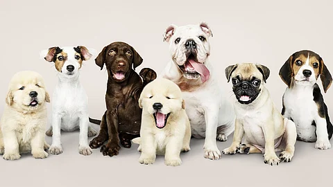 Dogs