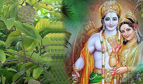 Do you know what is the relationship between Sita fruit and Sita Devi?