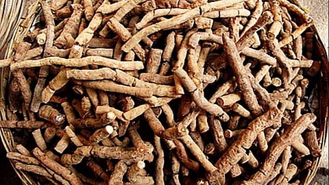 மாகாளி கிழங்கு தரும்  மாபெரும் நன்மைகள்!