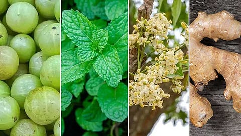 Amla, Mint, Veppampoo, Ginger
