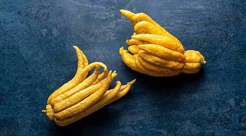 Have you heard about 'Buddha's Hand' fruit?