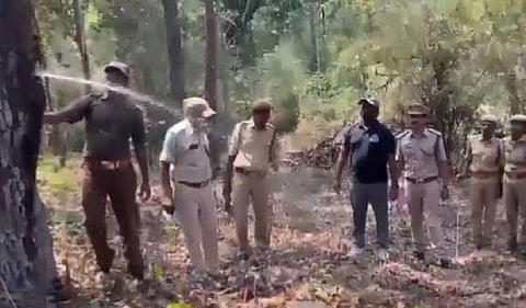 A water-saving wonder tree to beat the summer heat