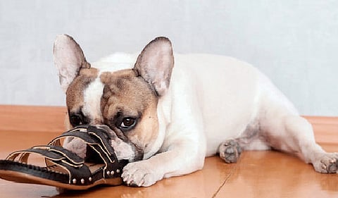 Dog biting a shoe