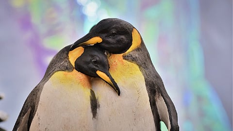 Gay Couple Penguins hugging