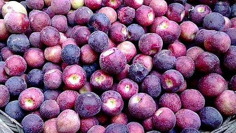 Falsa Fruit
