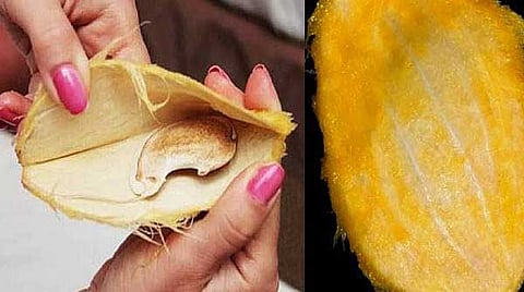 Mango seed