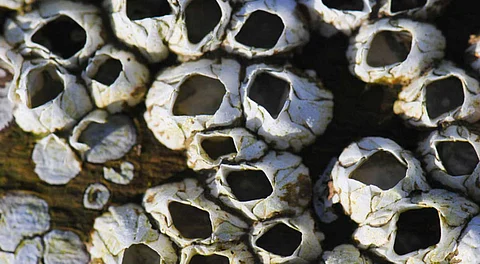 Barnacles