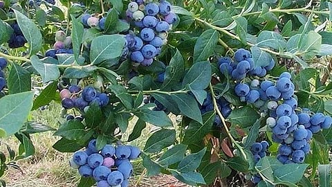 blueberry fruit