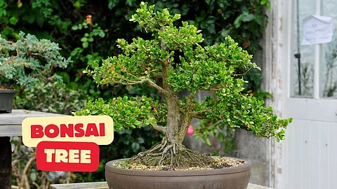 Bonsai tree