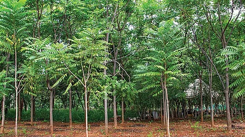 trees