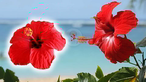 Hibiscus flower
