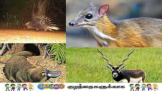 வினோதமான விலங்குகள்...