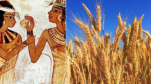 Wheat pregnancy Tester