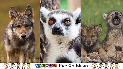 Endangered Animals