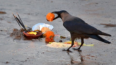 Crow Eating Food