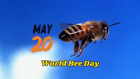 Bee