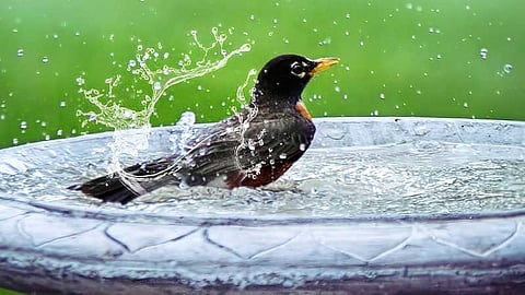 குருவி தண்ணீரில்...