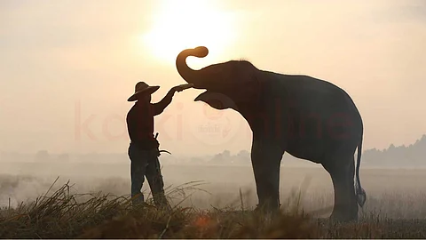 Mahout