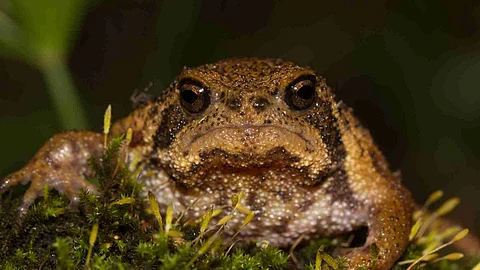 Cape Rain Frog