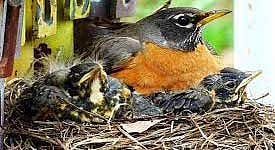 அமைதியான பறவை