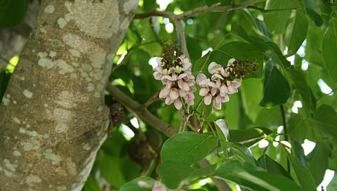 புங்க மரம்