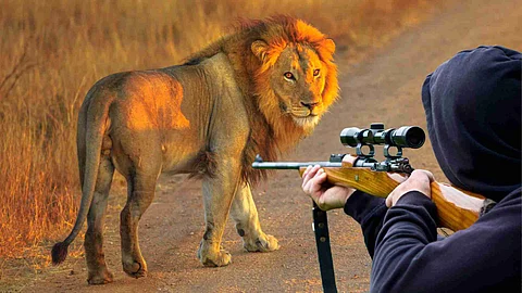 Lion Hunting