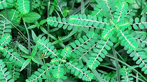 கீழாநெல்லி