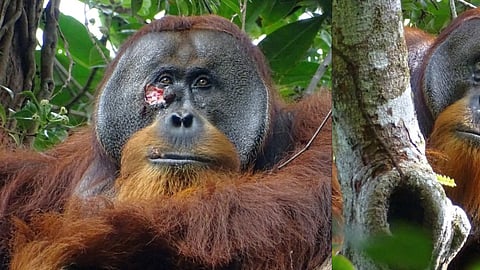 Wounded Orangutan