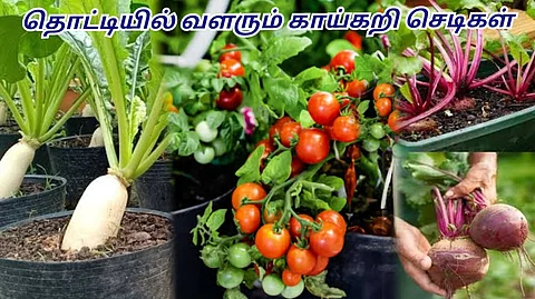 Vegetables in Pot