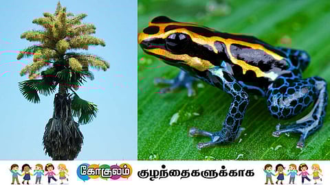 Poison Dart Frog and Talipot Palm