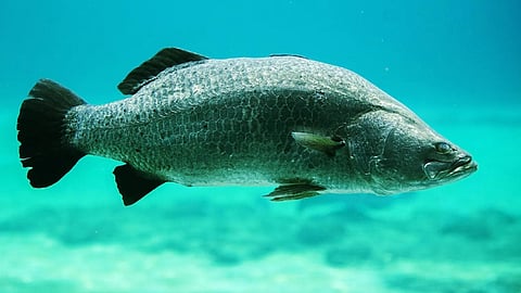 Barramundi Fish in sea water