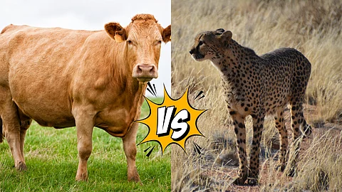 Cow and Cheeta