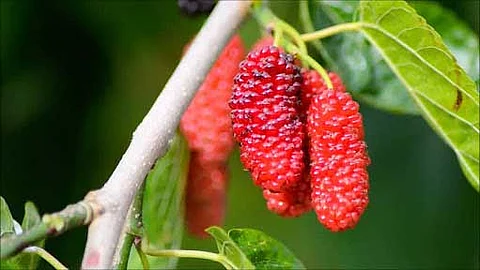 Mulberry